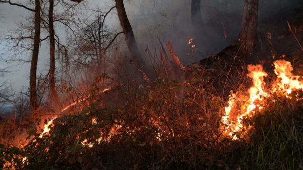 В Удмуртии зарегистрировали 128 природных пожаров в 2021 году