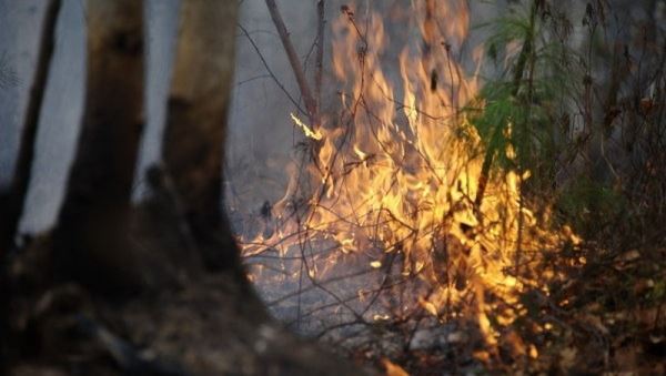 В России за сутки ликвидировали 78 лесных пожаров