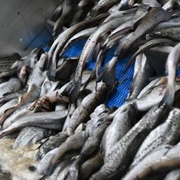 Российской рыбопродукции планируют открыть рынок Австралии