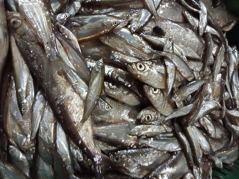 Ученые определяют запасы рыбы озера Ильмень