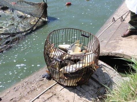 В Ростовской области провели ветконтроль рыбоводных хозяйств